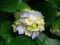 /album/fotogalerie/hydrangeas-jpg/