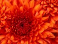 /album/fotogalerie/chrysanthemum-jpg/